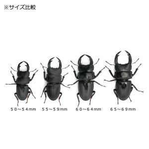 (昆虫)国産オオクワガタ 産地累代数不明 成虫...の詳細画像5