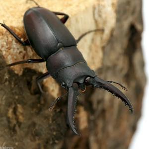 (昆虫)(オス単品)国産ノコギリクワガタ 成虫 ...の商品画像