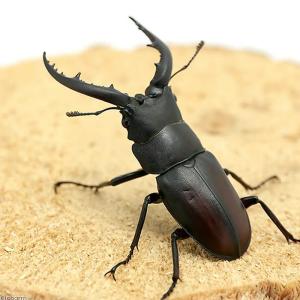 (昆虫)(オス単品)国産ノコギリクワガタ 成虫...の詳細画像1