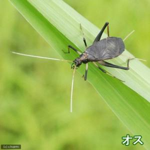 （昆虫）スズムシ　鈴虫　成虫（１０ペア）