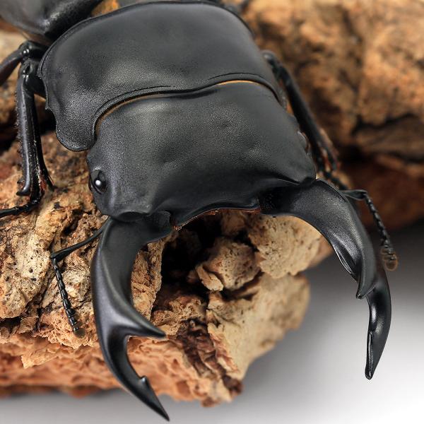 （昆虫）国産オオクワガタ　産地累代数不明　成虫　６０〜６４ｍｍ（１ペア）