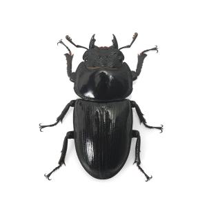 (昆虫)国産オオクワガタ 産地累代数不明 成虫...の詳細画像4