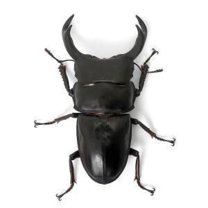 (昆虫)国産オオクワガタ 兵庫県阿古谷産 成虫...の詳細画像2
