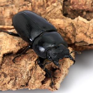 (昆虫)国産オオクワガタ 兵庫県阿古谷産 成虫...の詳細画像3