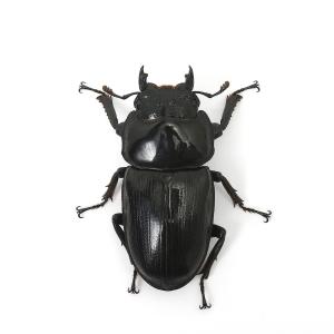 (昆虫)国産オオクワガタ 兵庫県阿古谷産 成虫...の詳細画像4