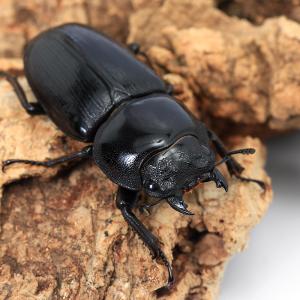 (昆虫)国産オオクワガタ 香川県綾歌郡綾川町産...の詳細画像3