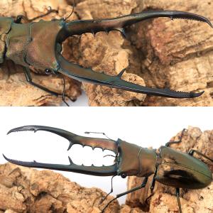 (昆虫)メタリフェルホソアカクワガタ(亜種フィ...の詳細画像1