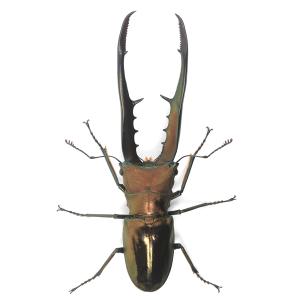 (昆虫)メタリフェルホソアカクワガタ(亜種フィ...の詳細画像2