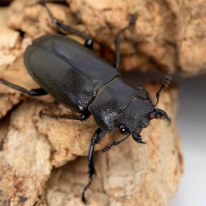 (昆虫)メタリフェルホソアカクワガタ(亜種フィ...の詳細画像3