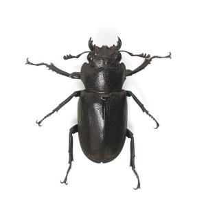 (昆虫)メタリフェルホソアカクワガタ(亜種フィ...の詳細画像4