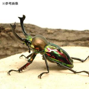 (昆虫)ニジイロクワガタ クィーンズランド産 ...の詳細画像1
