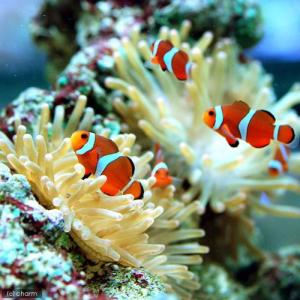 (海水魚)カクレクマノミ(国産ブリード)(3匹...の詳細画像1