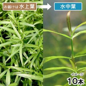 チャーム（charm） （水草）クリプトコリネ ストリオラータ