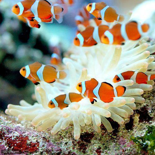 （海水魚）カクレクマノミ（国産ブリード）（２匹）熱帯魚　北海道・九州航空便要保温