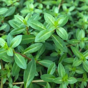 水草 ルドウィジア インクリナータ キューバ 水上葉 無農薬 ３本 チャーム Charm Paypayモール店 通販 Paypayモール