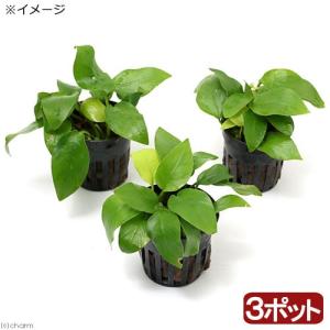 チャーム（charm） （水草）ミクロソリウムsp．スモールリーフ（水中