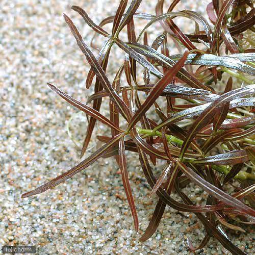 （水草）アラグアイア　レッドシャープリーフ　ハイグロ（水上葉）（無農薬）（１０本）