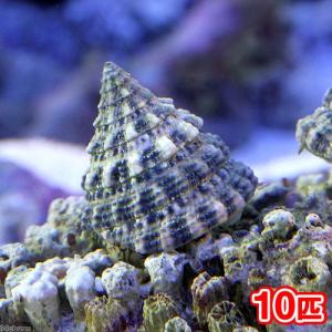 (海水魚)貝 ターボスネール コケの掃除(10匹...の商品画像