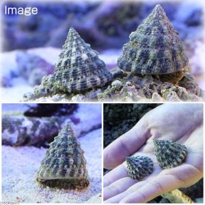 (海水魚)貝 ターボスネール コケの掃除(10...の詳細画像1