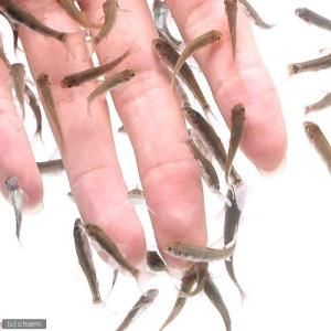 (熱帯魚)ガラ・ルファ(10匹) 北海道・九州...の詳細画像1