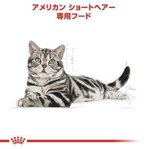 ロイヤルカナン 猫 アメリカンショートヘアー ...の詳細画像2