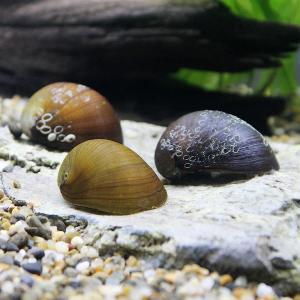 (エビ・貝)カバクチカノコ貝(6匹)の商品画像