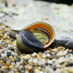 (エビ・貝)カバクチカノコ貝(6匹)の詳細画像1
