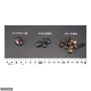 (エビ・貝)カバクチカノコ貝(6匹)の詳細画像2