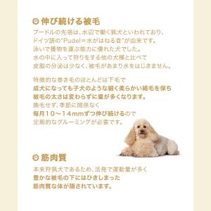 ロイヤルカナン ウェット プードル 85g 【...の詳細画像2