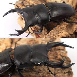 (昆虫)国産オオクワガタ 福岡県久留米市産 成...の詳細画像1