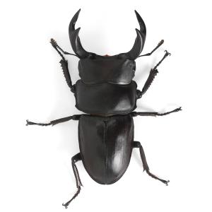 (昆虫)国産オオクワガタ 福岡県久留米市産 成...の詳細画像2