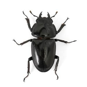 (昆虫)国産オオクワガタ 福岡県久留米市産 成...の詳細画像4