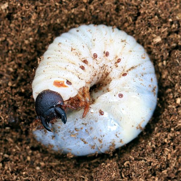 （昆虫）グラントシロカブト　アリゾナ産　幼虫（３令）（１ペア）　外国産カブトムシ　北海道・九州航空便...