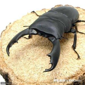 （昆虫）スラウェシヒラタクワガタ　スラウェシ　パロロ・パル産　成虫　ＷＤ　８０〜８４ｍｍ（１ペア）　北海道・九州航空便要保温