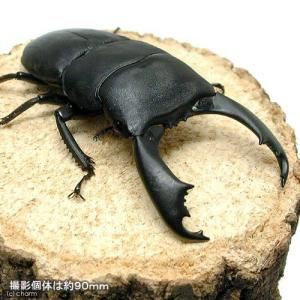 (昆虫)スラウェシヒラタクワガタ スラウェシ ...の詳細画像1