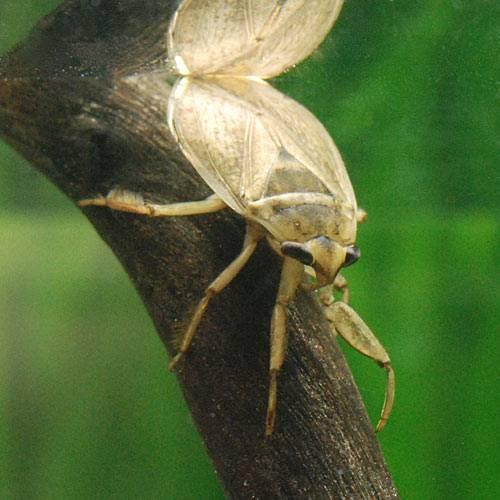 （昆虫）コオイムシ　成虫（５匹）　北海道・九州航空便要保温
