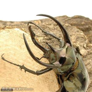 (昆虫)アトラスオオカブトムシ(亜種hespe...の詳細画像1