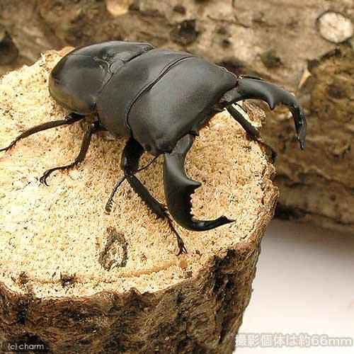 （昆虫）ダイオウヒラタクワガタ　東ジャワ　イジェン産　成虫　ＷＣ　８０〜８４ｍｍ（１ペア）　北海道・...