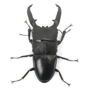 (昆虫)パラワンオオヒラタクワガタ マンタリン...の詳細画像2