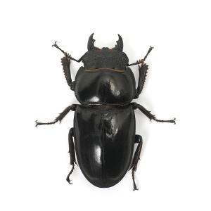 (昆虫)パラワンオオヒラタクワガタ マンタリン...の詳細画像4