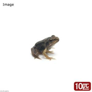 カエル 生体 両生類 爬虫類 チャーム Charm Paypayモール店 通販 Paypayモール
