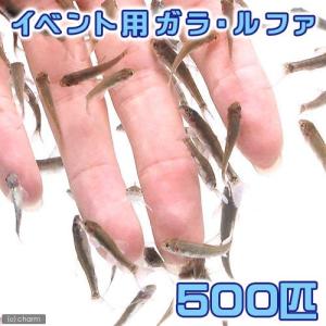 （熱帯魚）ガラ・ルファ（５００匹）　北海道・九州航空便要保温｜chanet