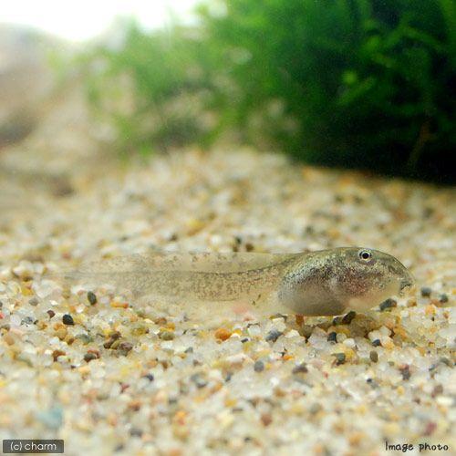 （両生類）チャームＣＢ　モリアオガエル　オタマジャクシ　ＣＢ個体（１０匹）