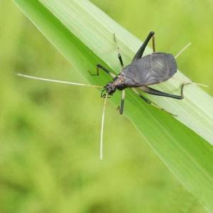 （昆虫）スズムシ　鈴虫　成虫（オス５匹＋メス２匹）