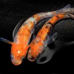 二色 三色系 体色で選ぶ メダカ 金魚 メダカ 錦鯉 日淡 チャーム Charm Paypayモール店 通販 Paypayモール