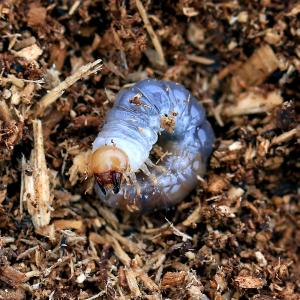 （昆虫）国産オオクワガタ　大阪府能勢町産　�