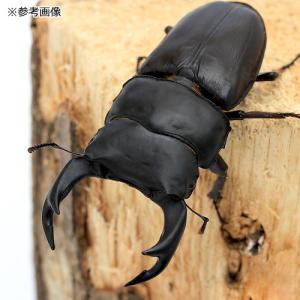 (昆虫)国産オオクワガタ 大阪府能勢町産 SR...の詳細画像1