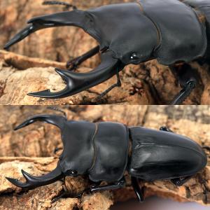 (昆虫)国産オオクワガタ 産地累代数不明 成虫...の詳細画像1