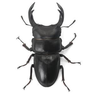 (昆虫)国産オオクワガタ 産地累代数不明 成虫...の詳細画像2