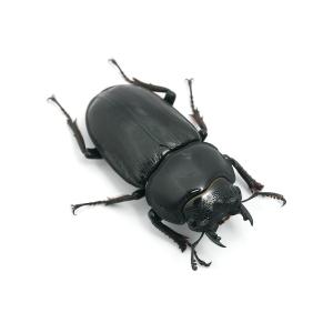 (昆虫)国産オオクワガタ 産地累代数不明 成虫...の詳細画像3